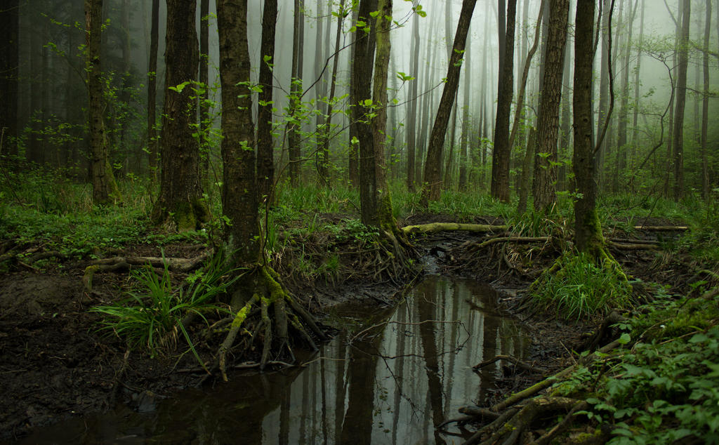 Muddy Foggy Woods by ChewyFloyd