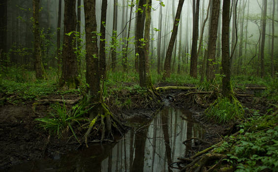 Muddy Foggy Woods