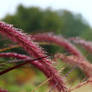 Purple Fountain Grass