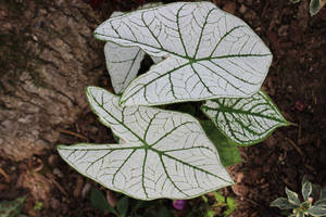 Caladiums