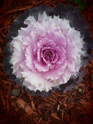 Ornamental Cabbage