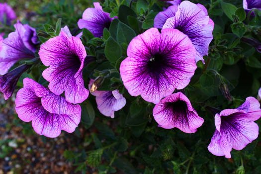 Plum Vein Petunias