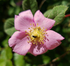 Wild Rose