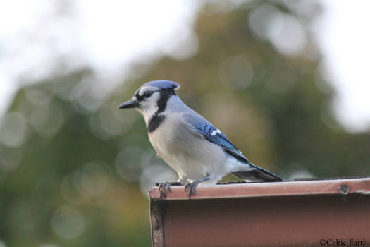 Bluejay