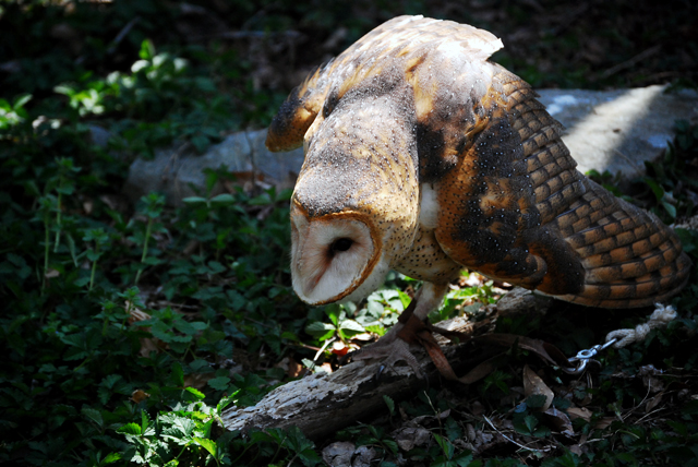 Barn Owl