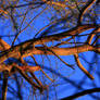 Branching in Winter's Light