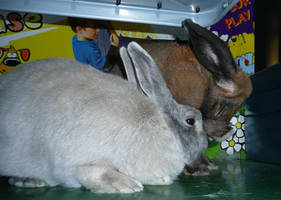 Bunny washing