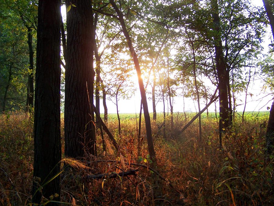 the woods are lovely, dark, and deep