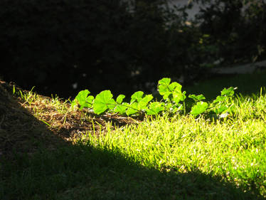 Sunny plants