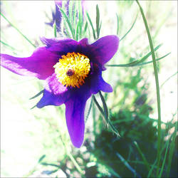 Pasque flower