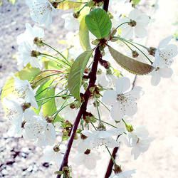 Cherry flowers 2