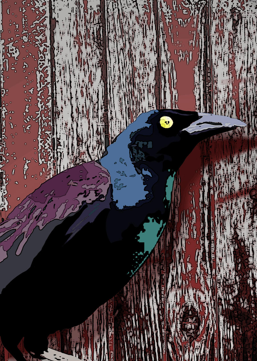 Grackle by the Old Barn