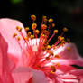 Pink Double Hibiscus