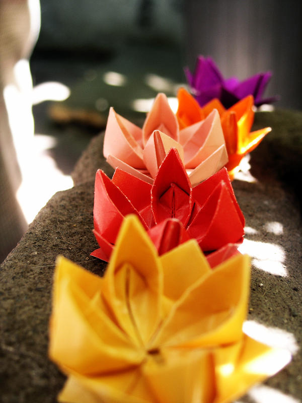 Origami lotus flowers