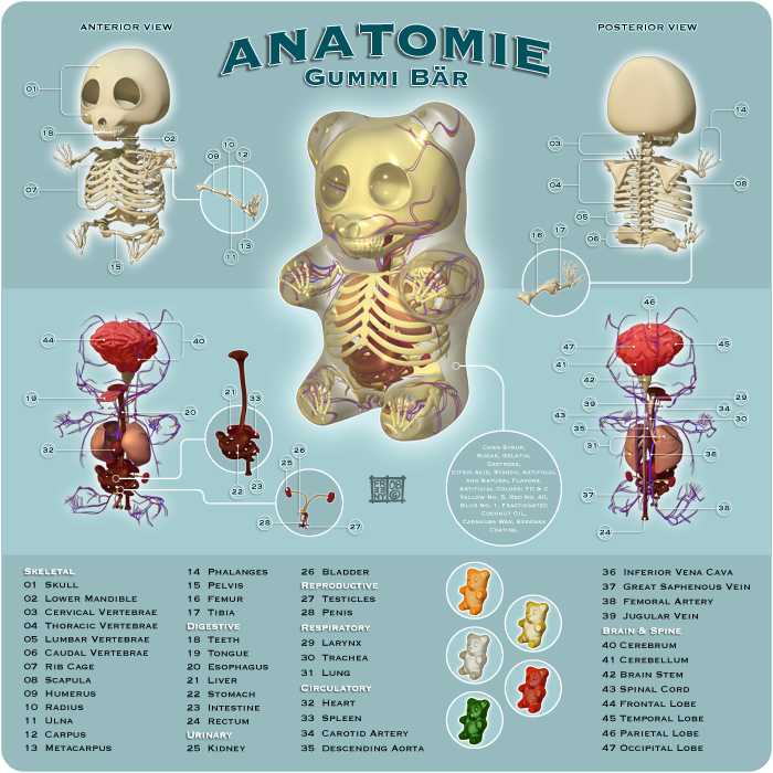 Anatomie Gummi Bar by freeny