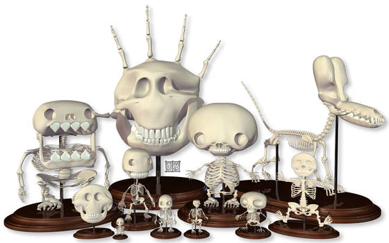 Skeleton collection
