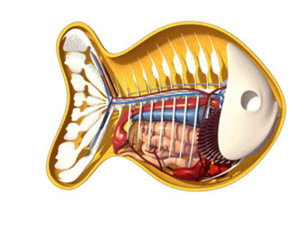 Goldfish Cracker Anatomy 360