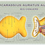 Goldfish Cracker Dissected WP