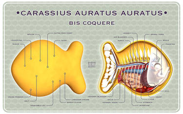 Goldfish Cracker Dissected WP