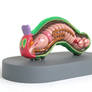 Anatomical Hungry Caterpillar