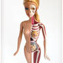 Barbie Anatomical Model