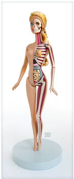 Barbie Anatomical Model