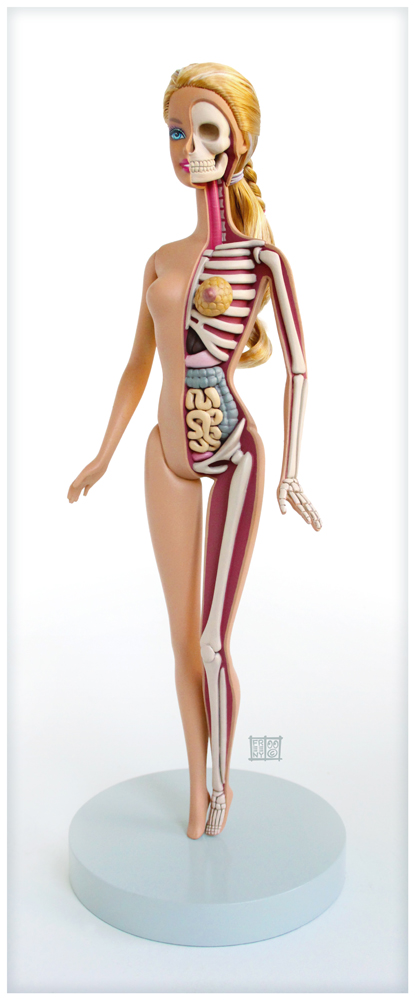 Barbie Anatomical Model