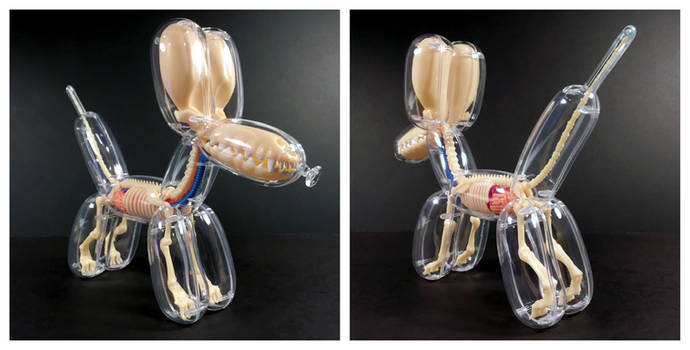 Balloon Dog Anatomical Model
