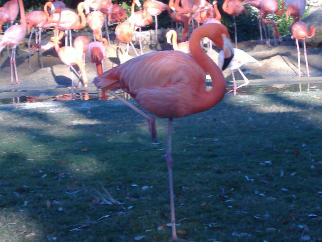 Flamingo