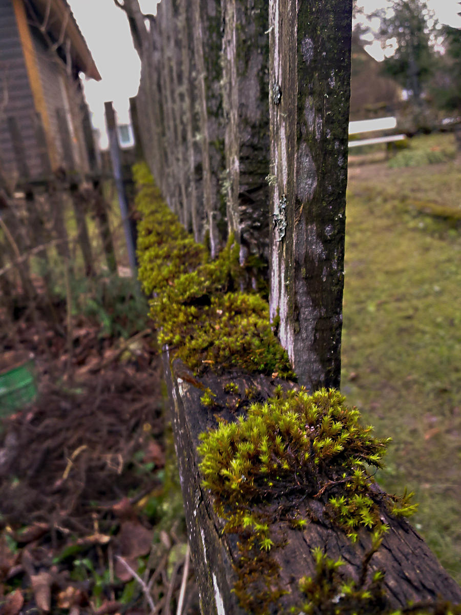 MOSSY FENCE