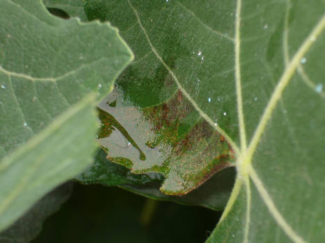 fig leaf