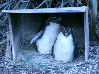 Penguins