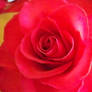 rose 2