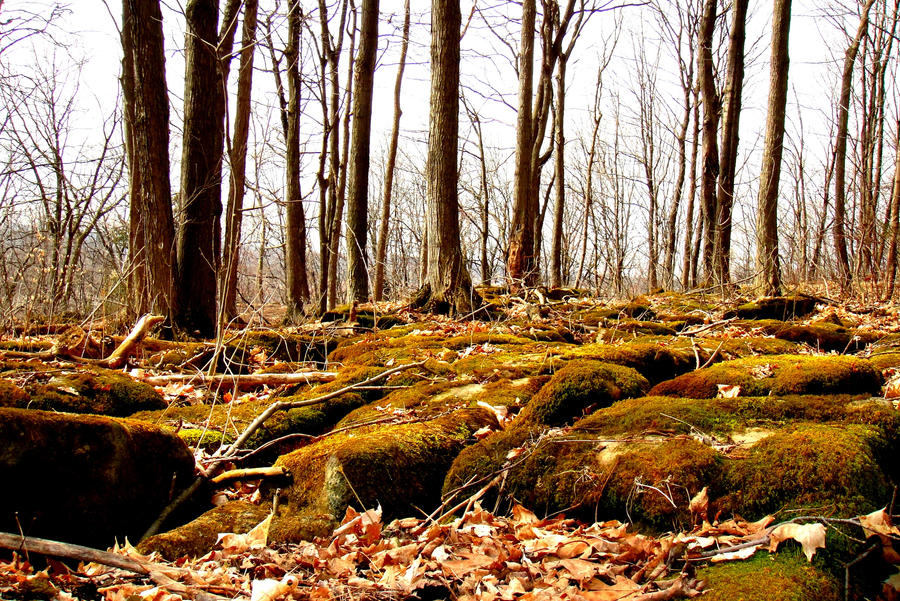 Musty Rocks Mossy Rocks by FollowYourOwnStar on DeviantArt