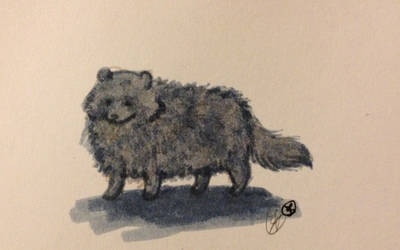 Raccoon Dog