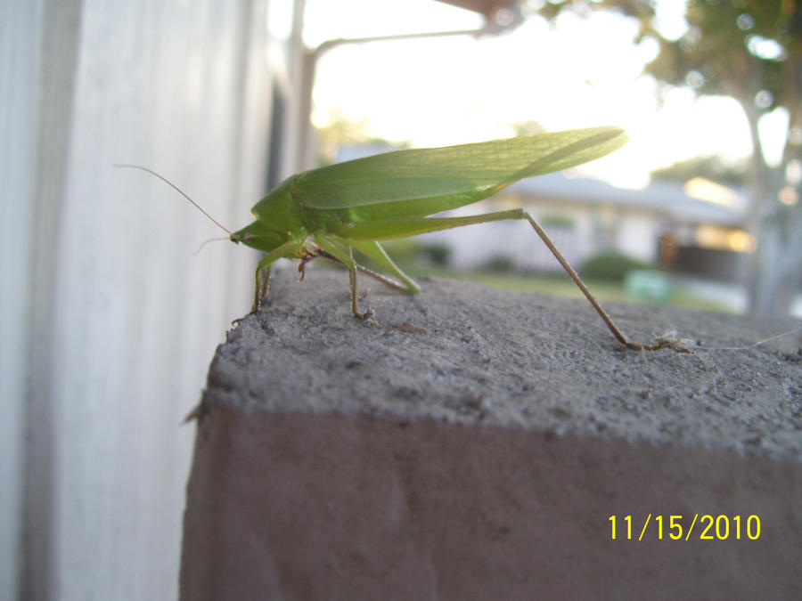 Katydid- He's a Rescue