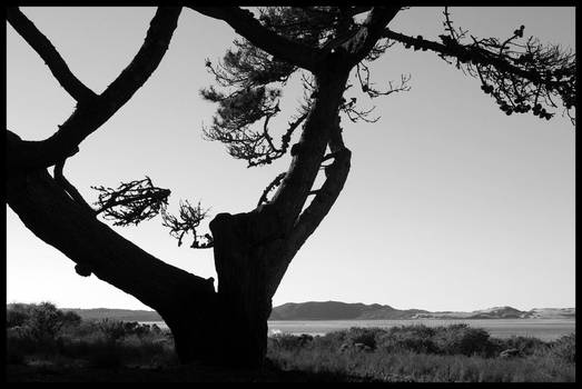 climbing tree