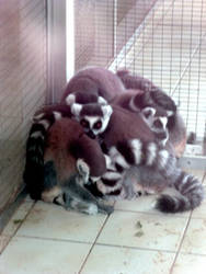 Bundle of Lemurs