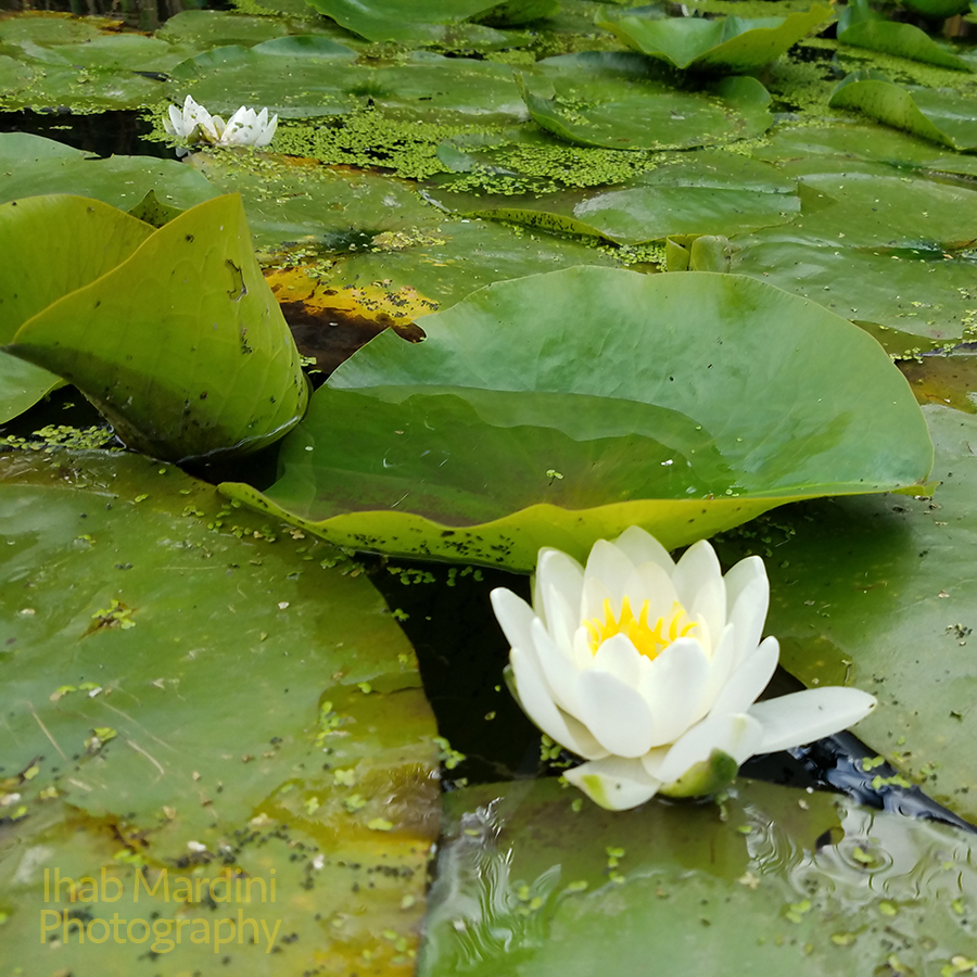 Water lily