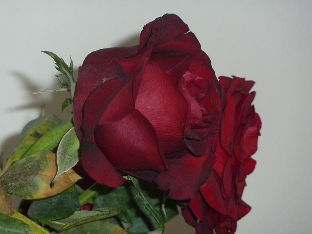 the rose has rize by ascu75 on DeviantArt