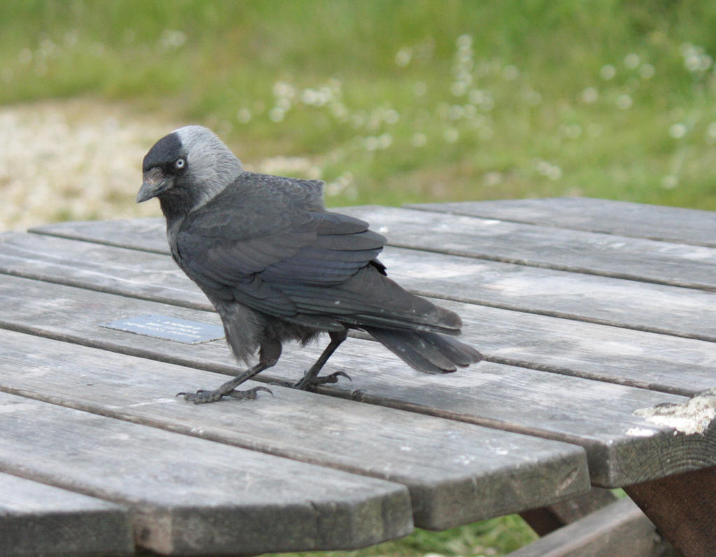 Hooded Crow