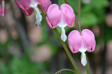 Bleeding Heart