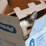 Cat in the box