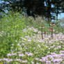 Echinacea Flowers