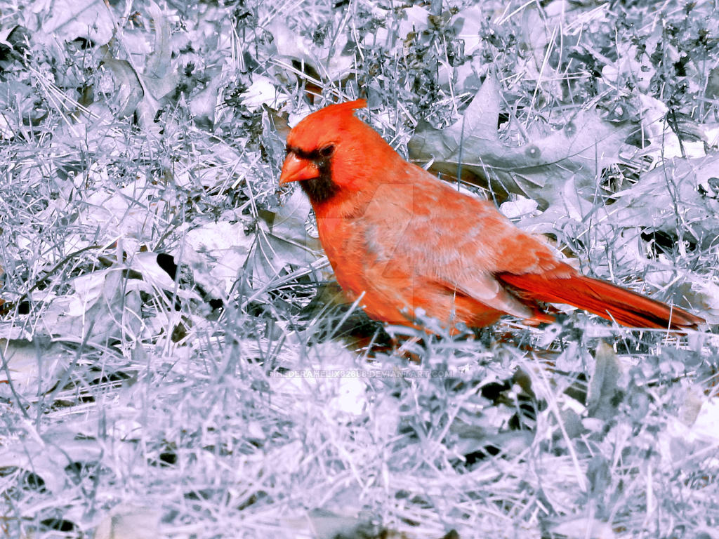 Selective Color Cardinal