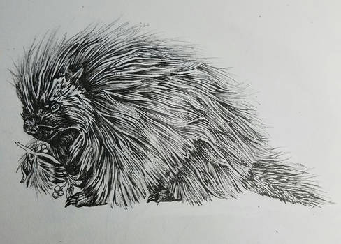 Pen and Ink Porcupine