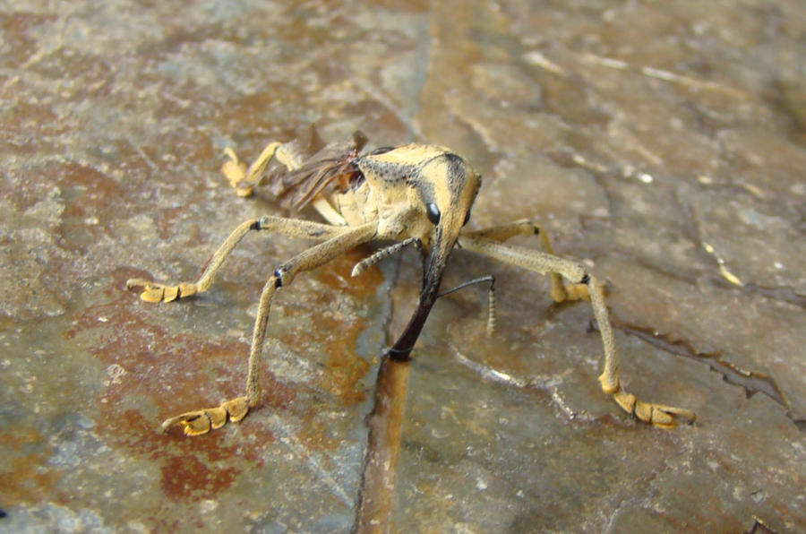 Funny-looking bug by Banihilus on DeviantArt