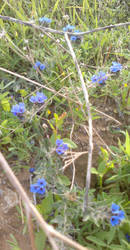 Blue flowers