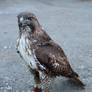 Phoenix, my red tailed hawk