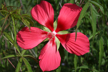 Scarlet Hibiscus